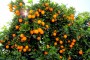 آغاز حمل پرتقال‌های ذخیره سازی شده شب عید از مازندران به استان‌های متقاضی
